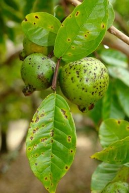 Cephaleuros parasiticus as a parasite of guava leaves and fruit in Hawaii, causing a leaf and fruit spot disease