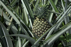 Pineapple on plant