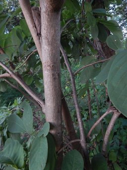 Ilama Annona macroprophyllata, Mexico