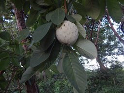 Ilama Annona macroprophyllata, Mexico