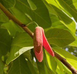 Ilama Annona macroprophyllata, Chiapas, México