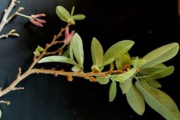 Annona macroprophyllata Donn.Sm.