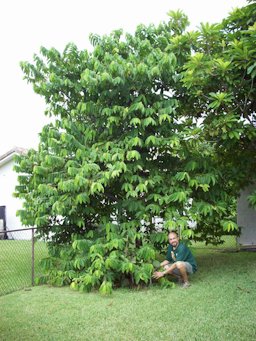 Annona mucosa syn. Rollinia deliciosa Noel with his beautiful mature tree