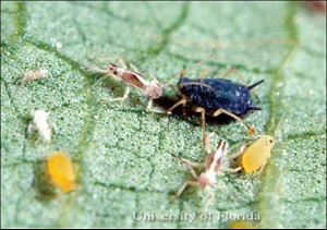 Nymphs (mixed ages) and dark form of wingless adult of melon aphids, Aphis gossypii Glover.