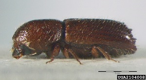 Ambrosia beetle (Xyleborus monographus) (Fabricius, 1792)