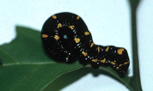 Larva of G. nutrix.