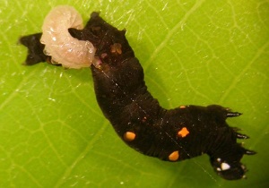 G. nutrix parasitized by a braconid