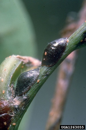 Black scale (Parasaissetia nigra) (Nietner)