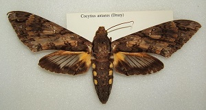 Cocytius antaeus adult