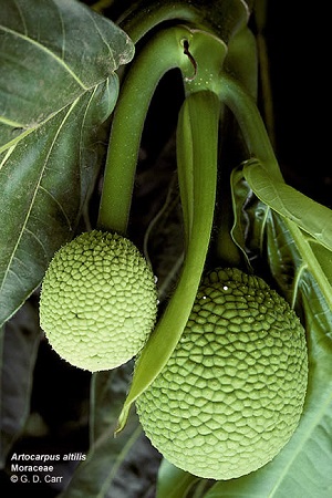 Breadfruit, Autocarpus altilis