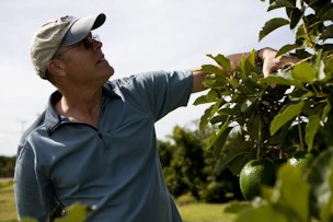 Jonathan Crane, professor of horticultural sciences, inspects an avocado tree at the Tropical Research and Education Center.