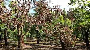 Avocado trees infected with laurel wilt disease. Trees can die just six to eight weeks after infection.
