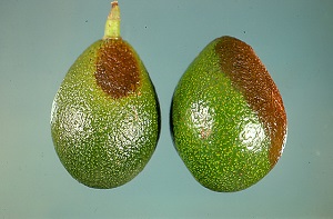 Anthracnose on Avocados