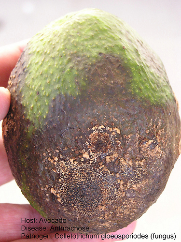 Avocado Anthracnose Lesions