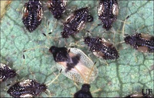 Adults and nymphs of the avocado lace bug