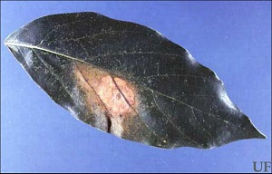 Lace Bug Damage on Avocado Leaf