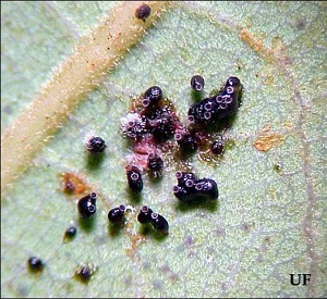 Eggs of the Avocado Lace Bug
