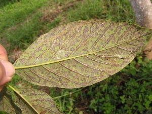 Avocado Mite Damage On Leaf