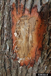 Redbay trunk with ambrosia beetle sawdust