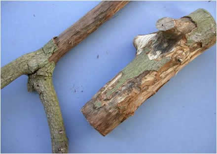 Avocado trunks damaged by tree girdler larvae
