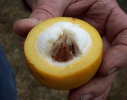 Cross section showing one of the seeds