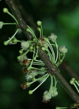 Close-up of male flowers