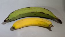 A plantain and [cavendish] banana