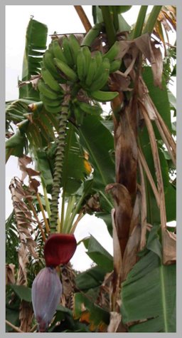 Banana tree and blossom
