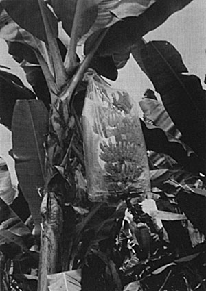Fig. 10: Immature banana bunch ("stem") in protective plastic cover; Hacienda Secadal, Ecuador.