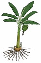 Drawing of a banana plant