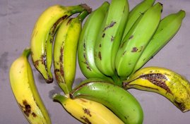 Sap scars on banana fruits