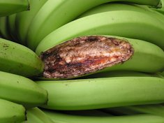 Rat feeding injury to unripe banana fruits