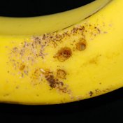 Termites injury to banana fruit