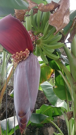 The male flower, with immature bananas behind