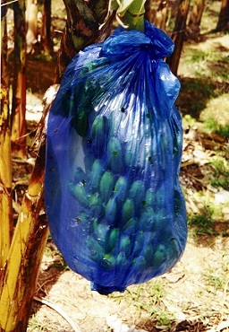 Banana bunch encased in a blue plastic bag, growing on a banana plantation on the island of St. Lucia