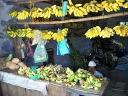 Indian Bananas, various varieties sold in a rural shop in Chinna Dharapuram town in western Tamil Nadu, India