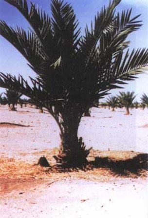 Barhee palm derived from asexual embryogenesis showing morphological abnormality (Ref. G12-Block2, Naute project, Namibia)