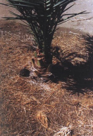 Basin around a young date palm