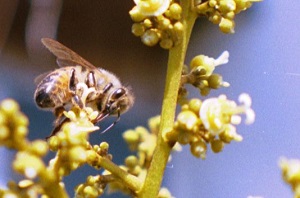 Bee Taking Nectar from the Calyx Gland of a Lychee Female Flower.