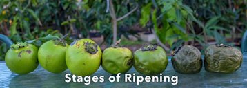 Stages of ripening