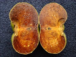 A ripe, jumbo and seedless Black Sapote (Diospyros digyna / Ebenaceae) from a seedling tree in Palm Bay, Florida, is shown here cut in half vertically.