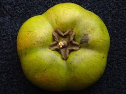 A ripe, jumbo and seedless Black Sapote (Diospyros digyna / Ebenaceae) from a seedling tree in Palm Bay, Florida.
