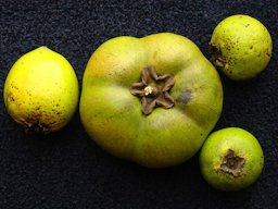 A ripe, jumbo and seedless Black Sapote (Diospyros digyna / Ebenaceae) from a seedling tree in Palm Bay, Florida, compared with three common Black Sapotes from three different trees.