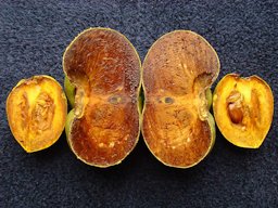 The vertically cut halves of a ripe, jumbo and seedless Black Sapote (Diospyros digyna / Ebenaceae) from a seedling tree in Palm Bay, Florida, is compared with the same of a oval shaped common Black Sapote.