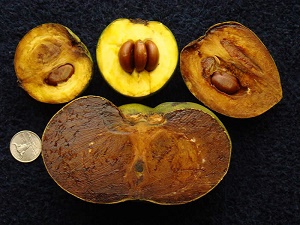 The vertically cut half of a ripe, jumbo and seedless Black Sapote (Diospyros digyna / Ebenaceae) from a seedling tree in Palm Bay, Florida, along with the same from three common Black Sapotes are compared with a 1in (2.5cm) diameter coin.