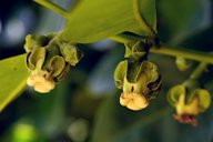 Flowering Sapote (Diospyros digyna)