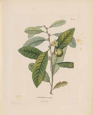 Diospyros nigra (J. Gmelin) Perrier [as Diospyros obtusifolia Kunth]
