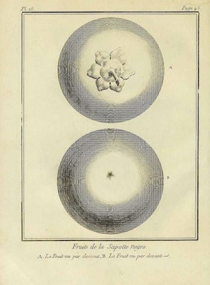 Diospyros nigra (J. Gmelin) Perrier [as La Sapotte Negro]