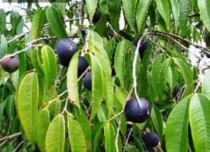 Blue grape foliage and fruits