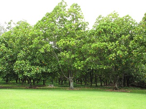 Artocarpus altilis (Ulu, breadfruit). Fruiting habit. Kahanu Gardens Hana, Maui, Hawaii.